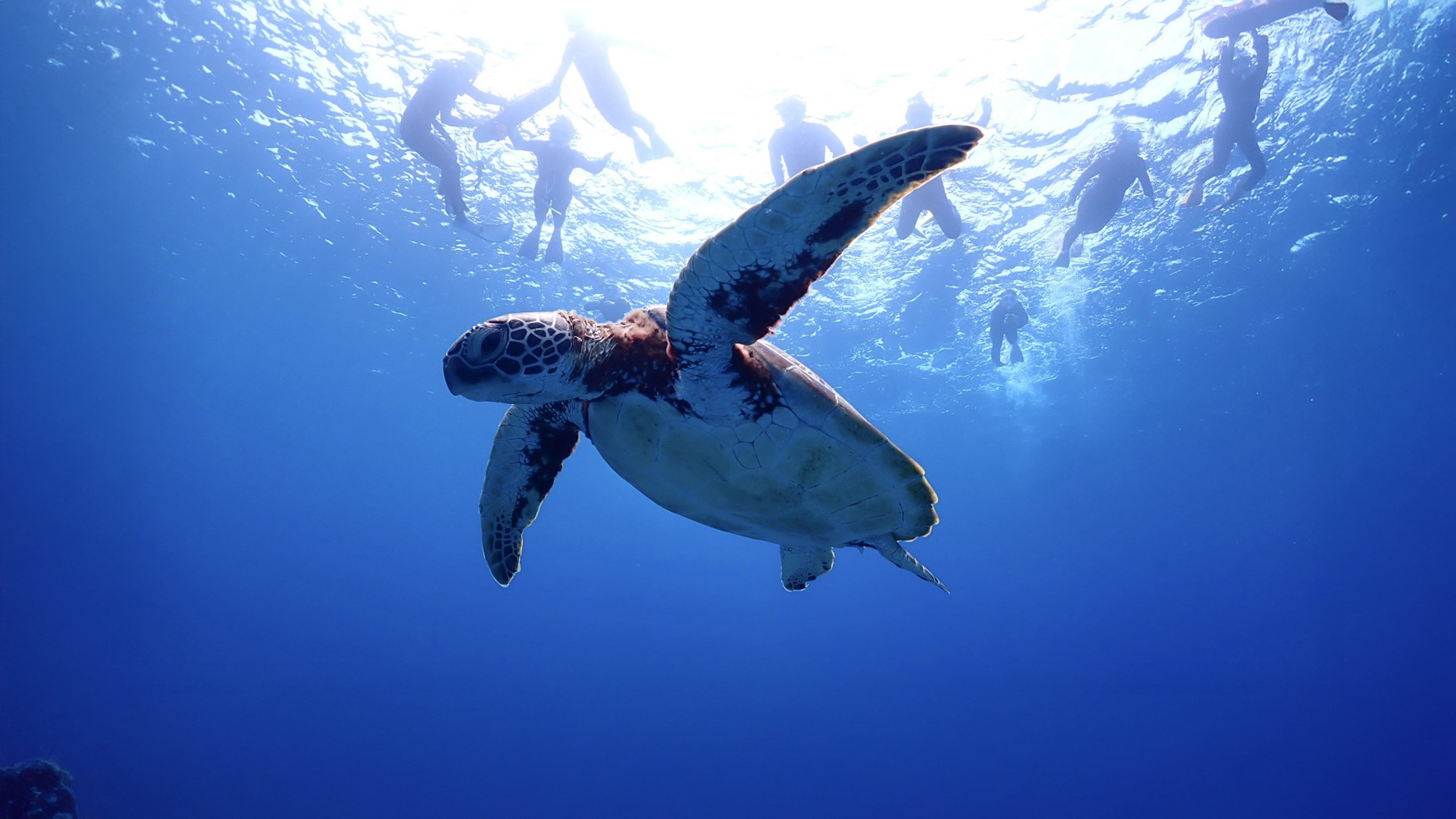 ウミガメと一緒に泳ごう！石垣島初心者体験ダイビング・シュノーケリング
