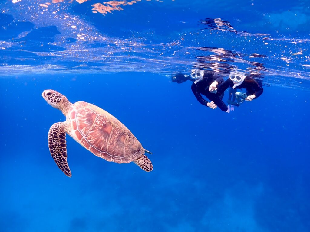 石垣島シュノーケリングプラン