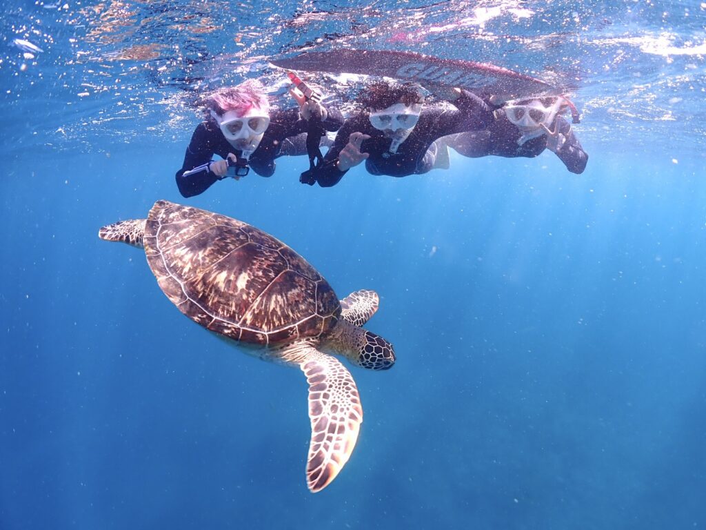 石垣島　体験ダイビング1日プラン　ウミガメ　シュノーケル
