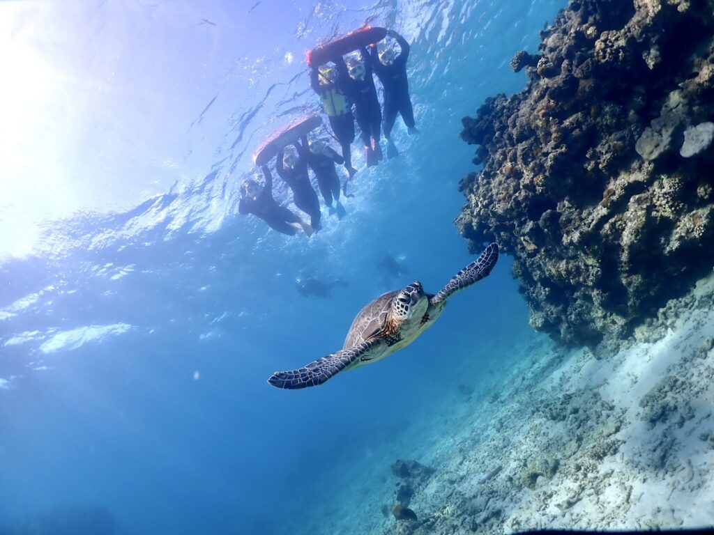 石垣島　体験ダイビング3時間　ウミガメシュノーケル
