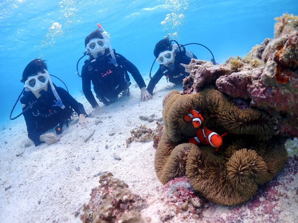 石垣島　体験ダイビング3時間　クマノミ