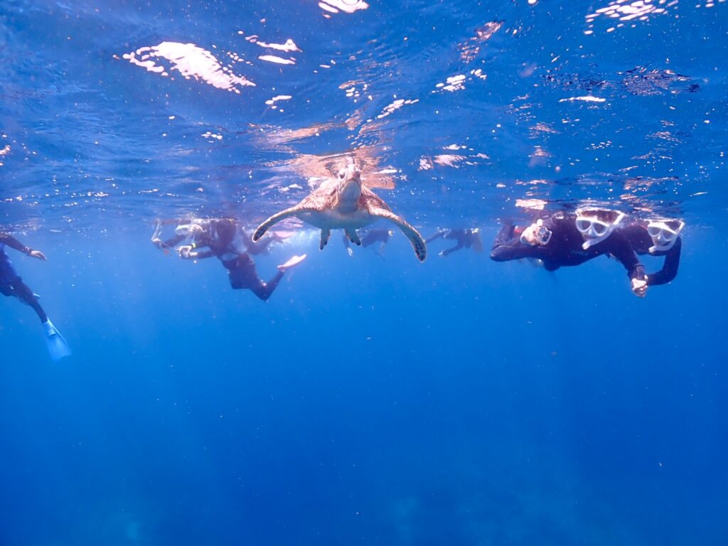石垣島　体験ダイビング3時間　シュノーケル　ウミガメと一緒に泳ぐ