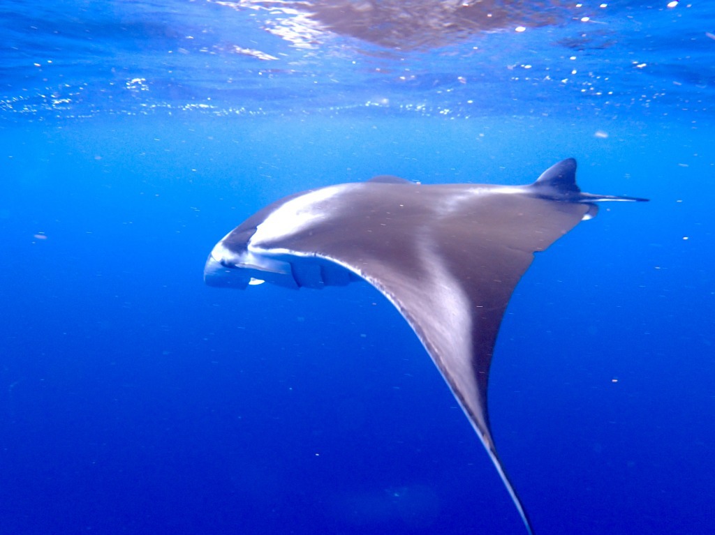 石垣島　体験ダイビング　シュノーケル　マンタ