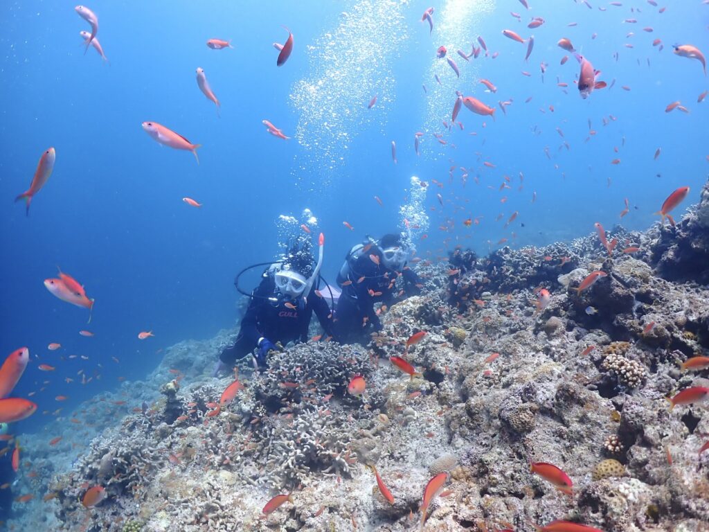 体験ダイビング　半日プラン　お魚と水中撮影