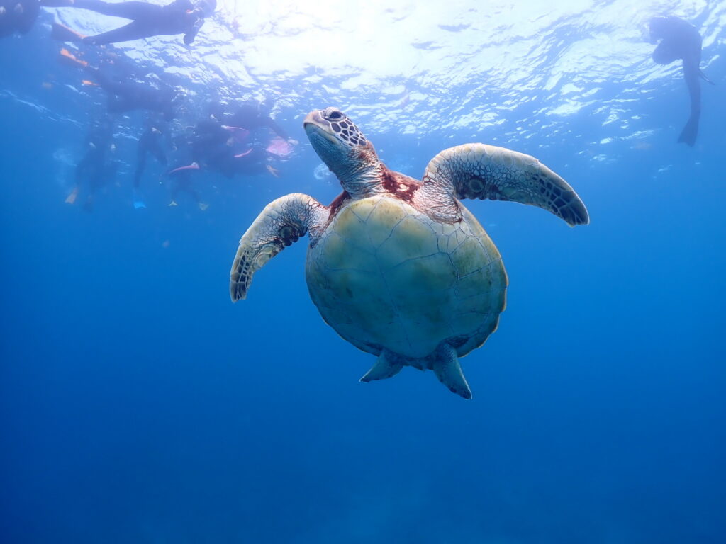石垣島　シュノーケル1一プラン