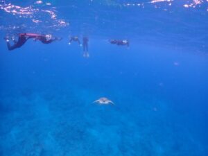 ウミガメとのシュノーケル