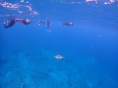 ウミガメとのシュノーケル