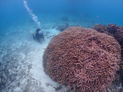 体験ダイビングの様子