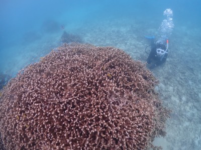 サンゴとダイバー
