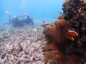 クマノミとダイバー