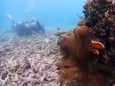 クマノミとダイバー