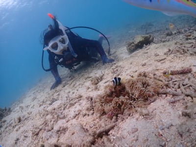 クマノミとダイバー
