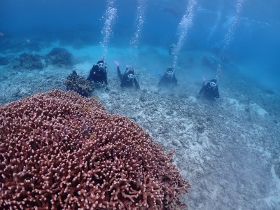 珊瑚礁と体験ダイビング