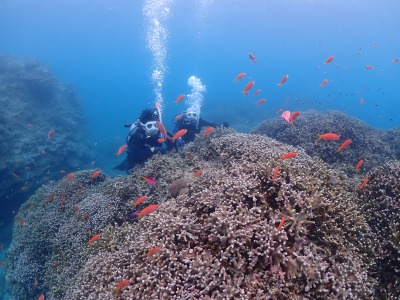 体験ダイビングの様子