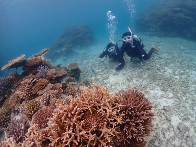 体験ダイビングの様子