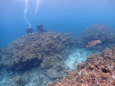 石垣島　体験ダイビング　ウミガメ