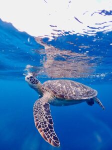 石垣島　ウミガメ　シュノーケル