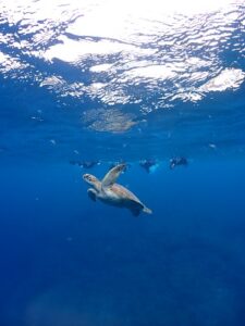 石垣島　午後　体験ダイビング　ウミガメ