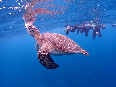 石垣島　ウミガメ　シュノーケル