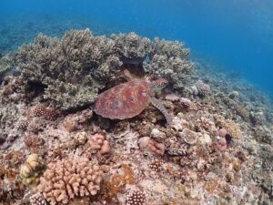 石垣島 午後 シュノーケル ウミガメ