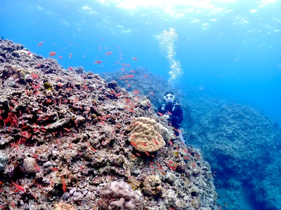 石垣島　体験ダイビング　1日　幻の島　ウミガメ
