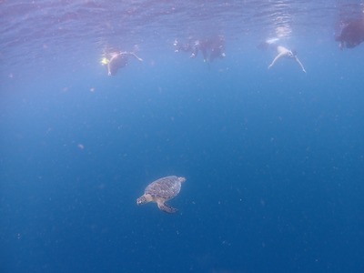 石垣島　体験ダイビング　午後　ウミガメ