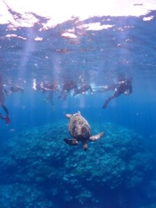 石垣島　午後　体験ダイビング　ウミガメ