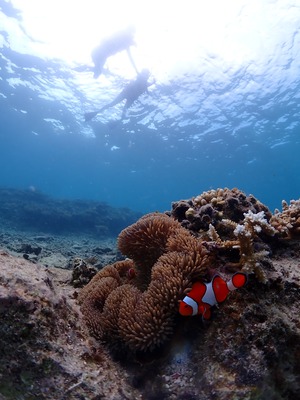 石垣島 午前 シュノーケル ニモ