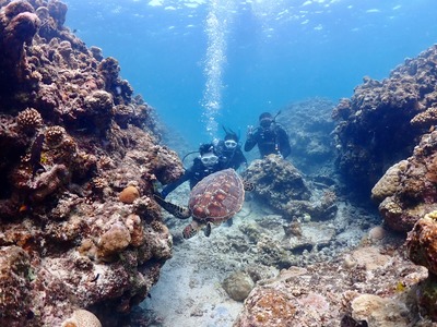 石垣島 1日 体験ダイビング ウミガメ
