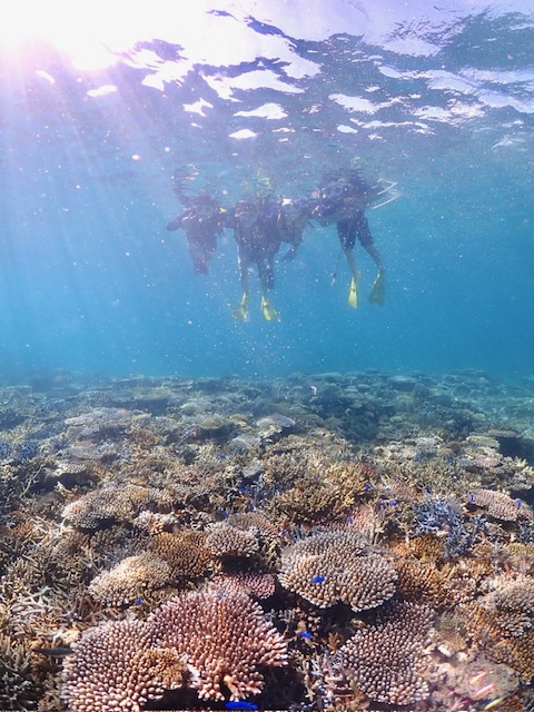 石垣島　午前　シュノーケル　珊瑚礁