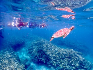 石垣島 半日 シュノーケル ウミガメ 家族