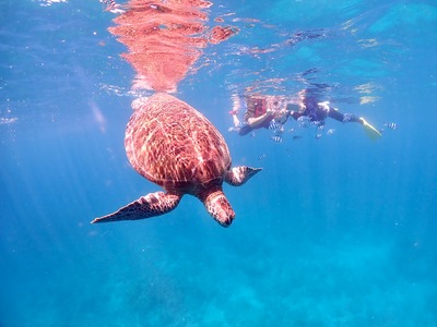 石垣島　午後　ウミガメ　シュノーケル