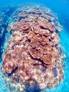 石垣島 半日 シュノーケル ウミガメ 家族 珊瑚礁
