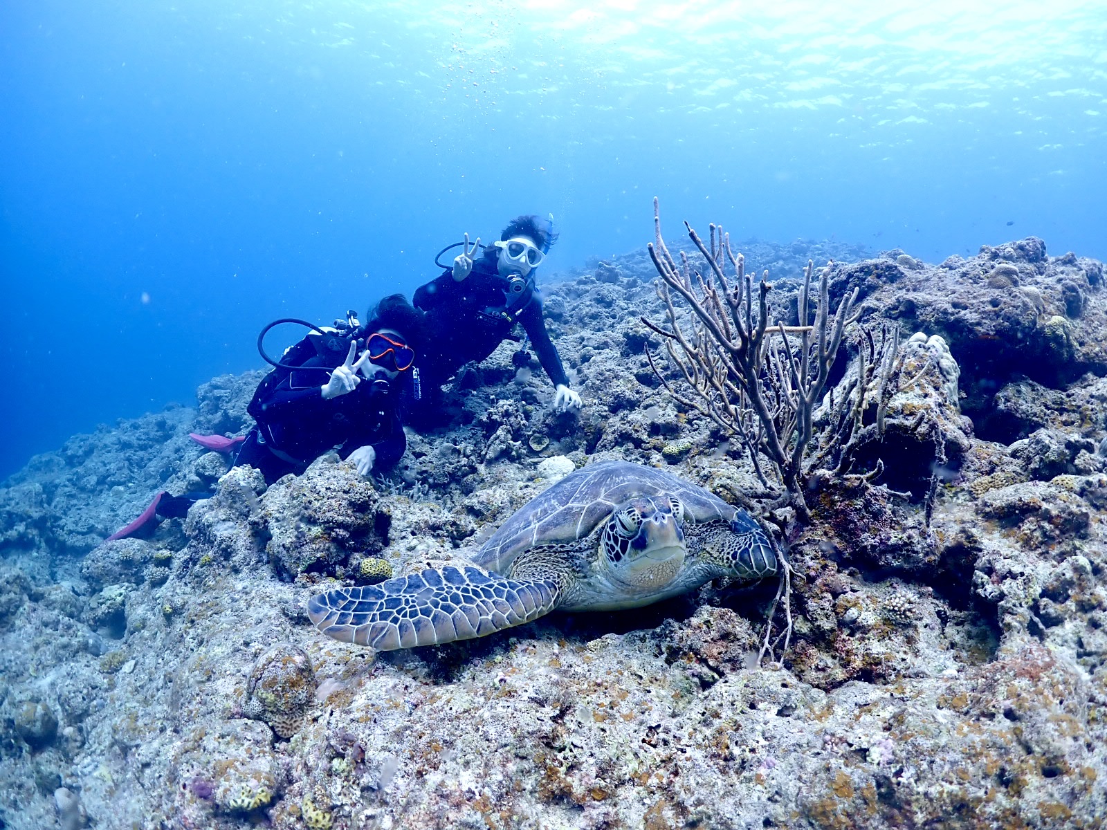 石垣島　1日　体験ダイビング　幻の島　ウミガメ　カップル