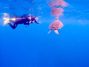 石垣島　体験ダイビング　午後　カップル　ウミガメ