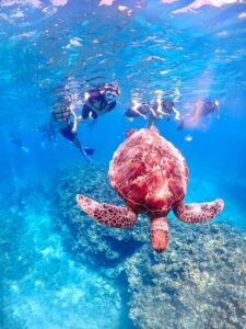石垣島　1日　シュノーケル　珊瑚礁　カップル　ウミガメ