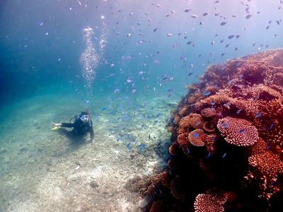 石垣島　半日　体験ダイビング　珊瑚礁