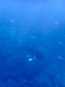石垣島　1日　体験ダイビング　マンタ
