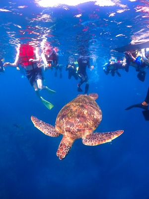 石垣島　1日　体験ダイビング　ウミガメ　シュノーケル