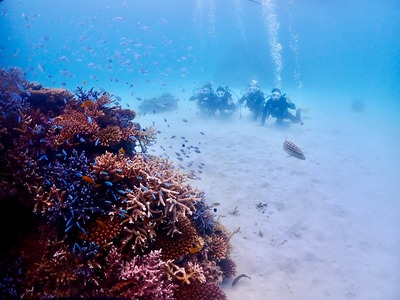 石垣島　半日　体験ダイビング　珊瑚　熱帯魚