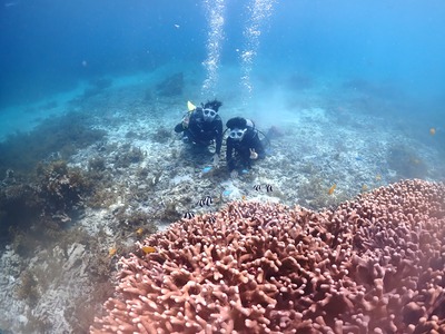 石垣島 半日 体験ダイビング 珊瑚 熱帯魚