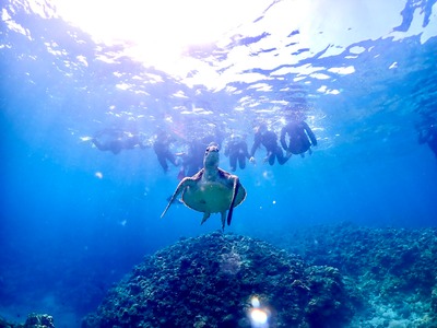 石垣島　1日　体験ダイビング　幻の島　ウミガメ　家族　カップル