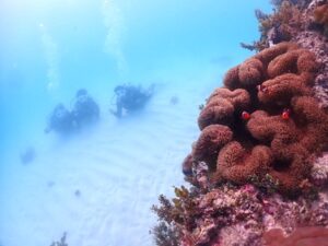 石垣島 半日 体験ダイビング ニモ