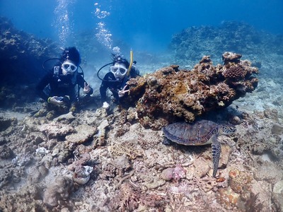 石垣島　1日　体験ダイビング　ウミガメ　カップル
