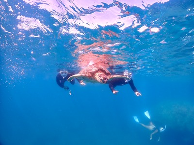石垣島　1日　体験ダイビング　ウミガメ　カップル