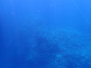 石垣島 1日 体験ダイビング ウミガメ マンタ
