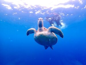 石垣島　1日　体験ダイビング　ウミガメ　カップル