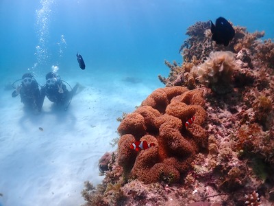 石垣島　半日　体験ダイビング　ニモ　カップル