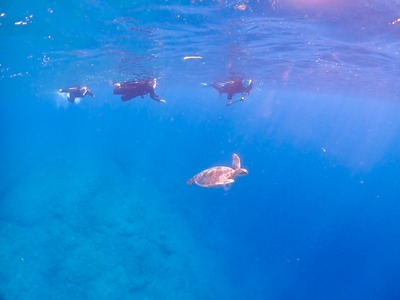 石垣島 1日 ウミガメ シュノーケル